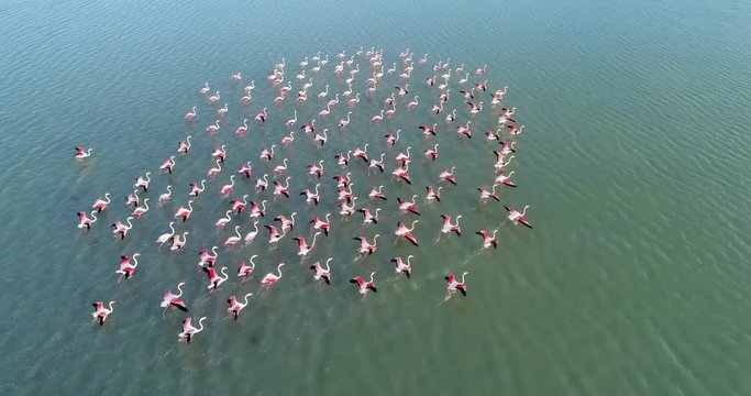 Many Pink flamingo flying away on salt lake , aerial shoot , drone shoot 4k uhd