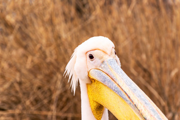 Pelican close up portrait photo