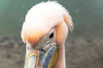 Pelican close up portrait photo
