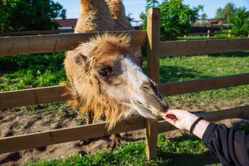 camel. feeding animal. weekend in zoo