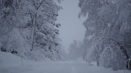 Winter in the Swedish forests