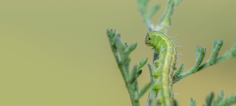 Caterpillar on a twig
