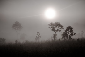 Morning mist