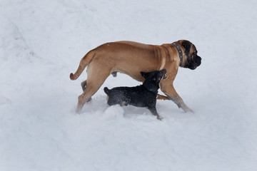 The little black mongrel aggressively attacks the bullmastiff puppy.
