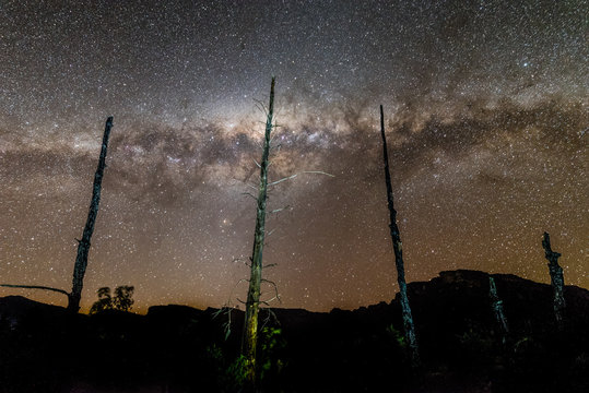 Silhouette of a line of dead trees against the milky-way