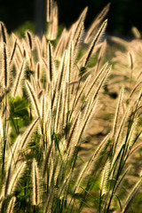 Backlit grass