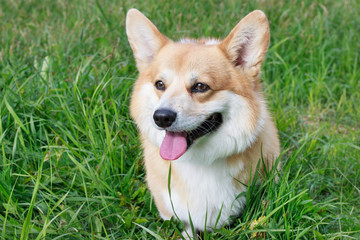 Cute pembroke welsh corgi puppy with white markings is sitting on a blossoming green meadow. Pet animals.