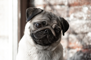 Obraz premium Portrait of a cute dog breed pug that sits on the window and sad.