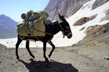 Donkey carrying a heavy load walking over the mountain pass, snow and mountains in the background, Fann Mountains, Tajikistan 