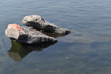 Rock in Water