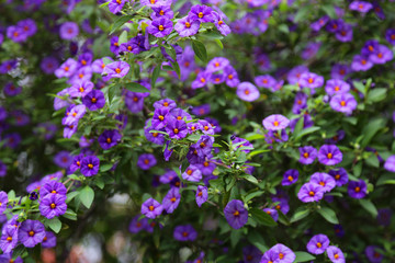small purple flower bush