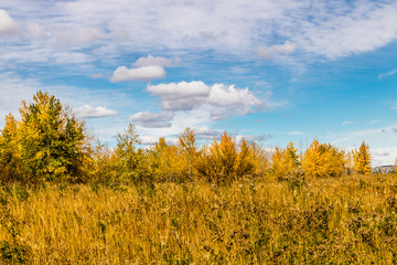 Fototapeta na wymiar Fall colours, fluffy white clouds and blue skies, Calgary, Alberta, Canada