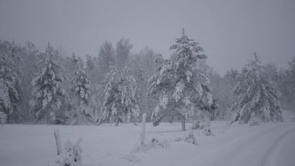 Winter in the Swedish forests