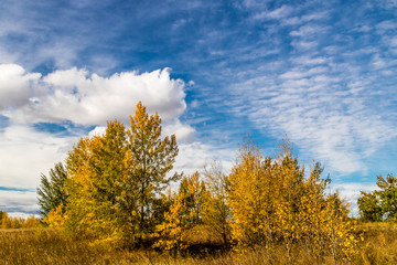 Fototapeta na wymiar Fall colours, fluffy white clouds and blue skies, Calgary, Alberta, Canada
