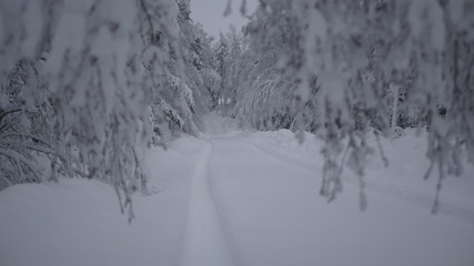 Fototapeta premium Winter in the Swedish forests