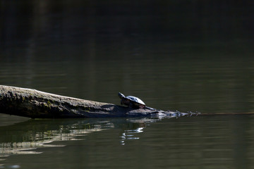 Schildkröte am See