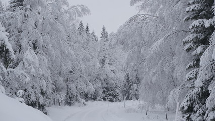 Winter in the Swedish forests