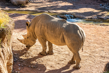 Obraz premium A white rhino / rhinoceros grazing in an open field in Africa. small river on the background