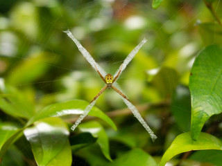 macro shot of spider on web