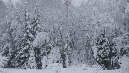 Winter in the Swedish forests