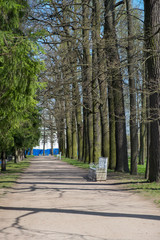 Kapokbombax ceiba trails with bench in the park.