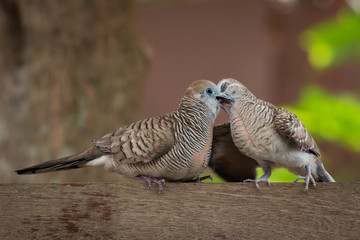 A  newborn chick is eating food from its mother's mouth