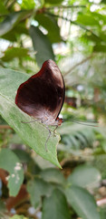 Schmetterling - Nahaufnahme