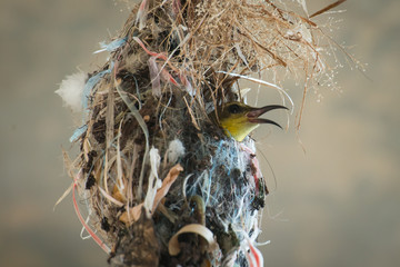 A female olive-back sunbird is incubating eggs in its nest