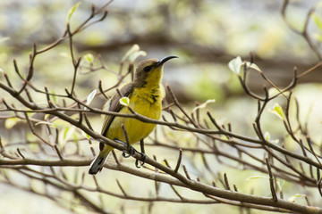 A female olive-back sunbird on the tree branch