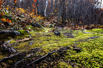 Mossy Forest Floor