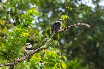 White-collared Seedeater, Sporophila torqueola, two birds in Costa Rica