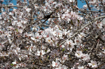 Almonds Orchard, white flowers