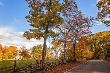 Rural Autumnal Scenic View with Road and Turkeys