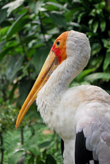 Stork