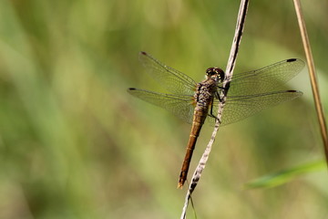 große Libelle auf einem Grashalm