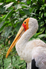 Stork