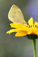 Schmetterling auf gelber Blüte