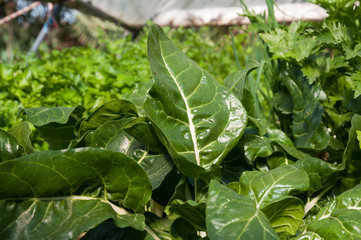 Fototapeta na wymiar Green leaf mixture in organic hydroponic growth