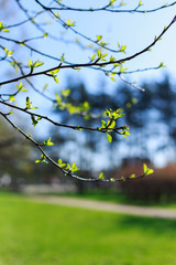 background with young green leaves in park, sunny day, spring