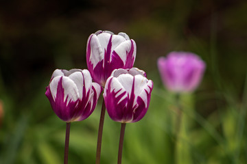 Tulips