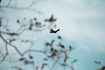 Libertad en el cielo.