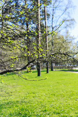 background with young green leaves in park, sunny day, spring,