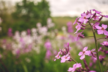 Wildflowers with Blurred Background