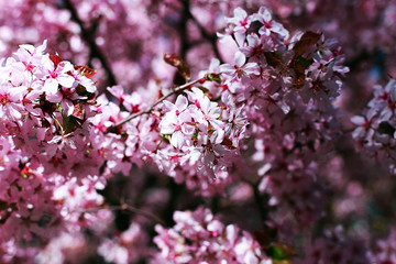 Cherry Blossom or Sakura flowers on nature background, summer, day, close up, macro