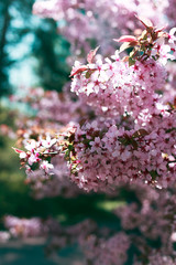 Cherry Blossom or Sakura flowers on nature background, summer, day, close up, macro