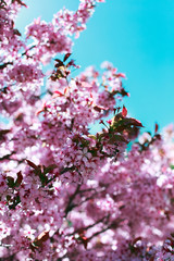 Cherry Blossom or Sakura flowers on nature background, summer, day, close up, macro