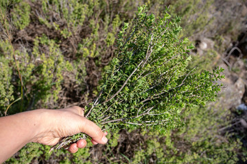 Green fresh organic thyme plant in nature (mountain thyme)