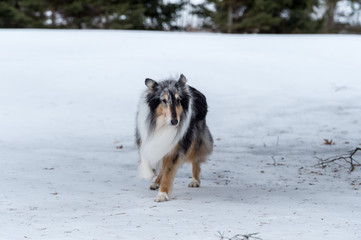 Collie in winter portrait