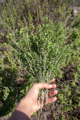Green fresh organic thyme plant in nature (mountain thyme)