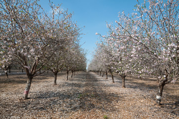 Almonds Orchard, white flowers